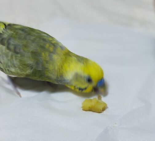 セキセイインコはさつまいもを食べても大丈夫 インコに野菜をあげてみよう インコと書道ガールのイラスト練習