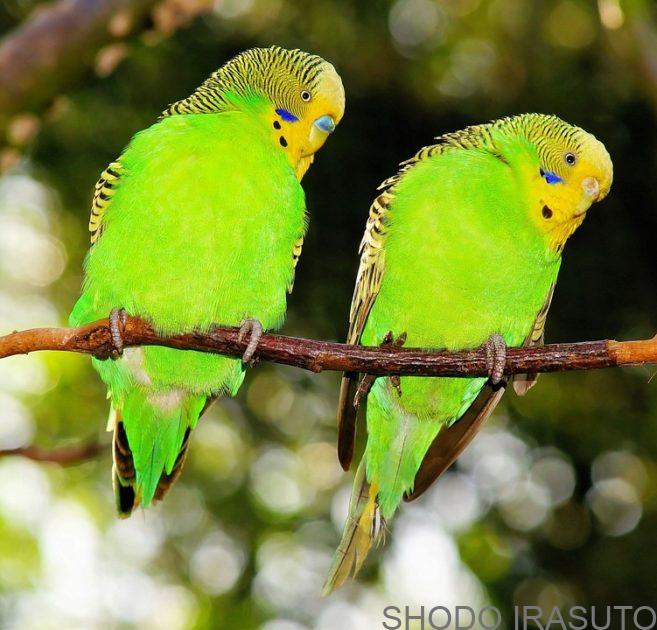 インコってどんな鳥 インコと書道ガールのイラスト練習