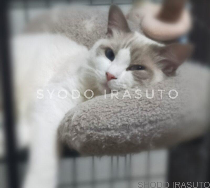 猫を飼うならおすすめしたい ラグドールって実はこんなに可愛いのです 書道ガールのイラスト練習 猫を飼うならおすすめしたい ラグドールって実はこんなに可愛いのです 書道ガールのイラスト練習